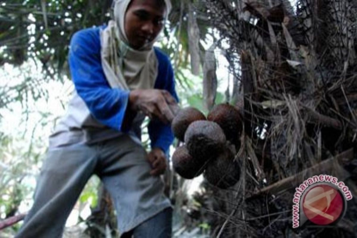 Petani salak diharapkan siap hadapi pasar bebas 