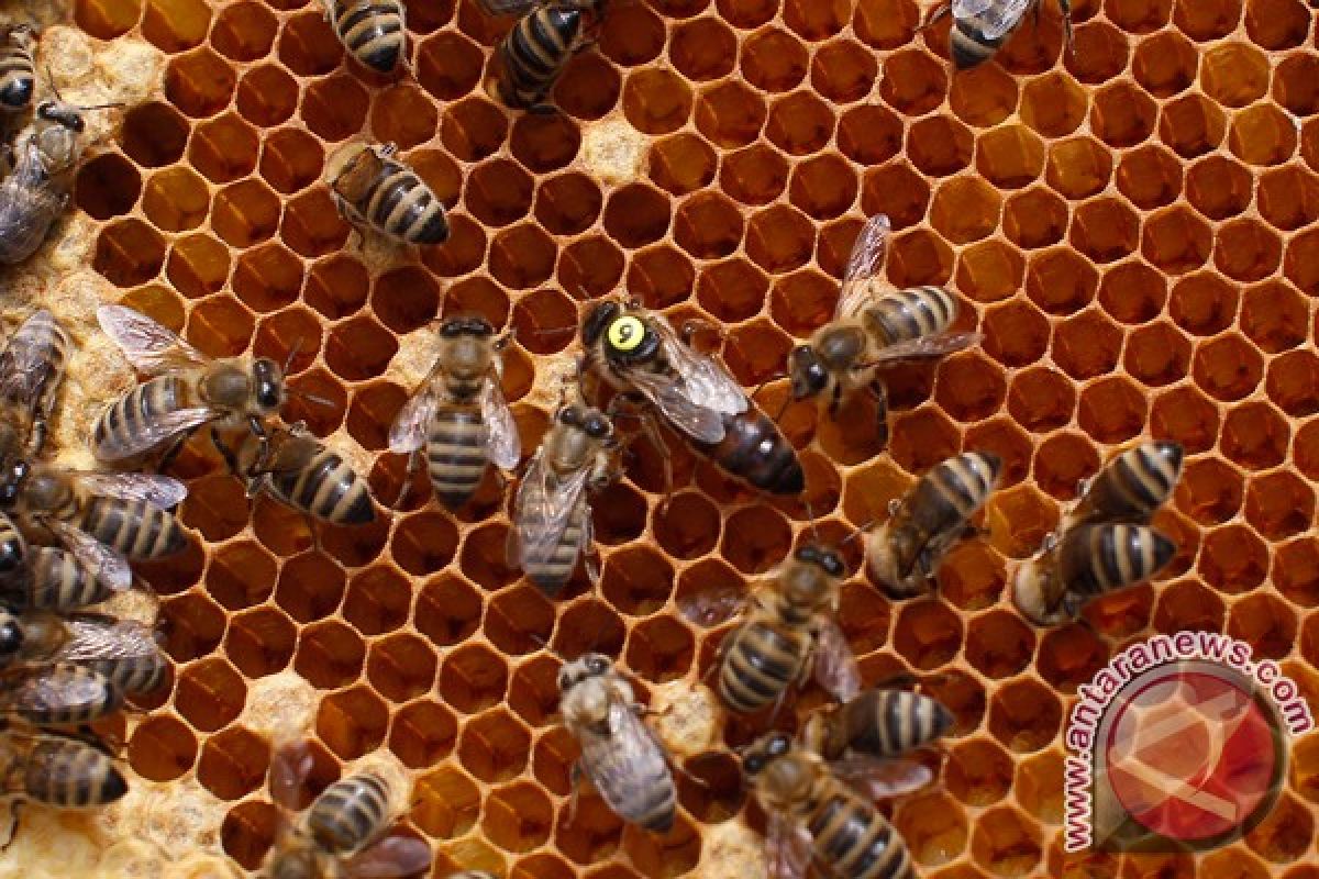 Polusi ganggu kemampuan lebah kenali wangi bunga