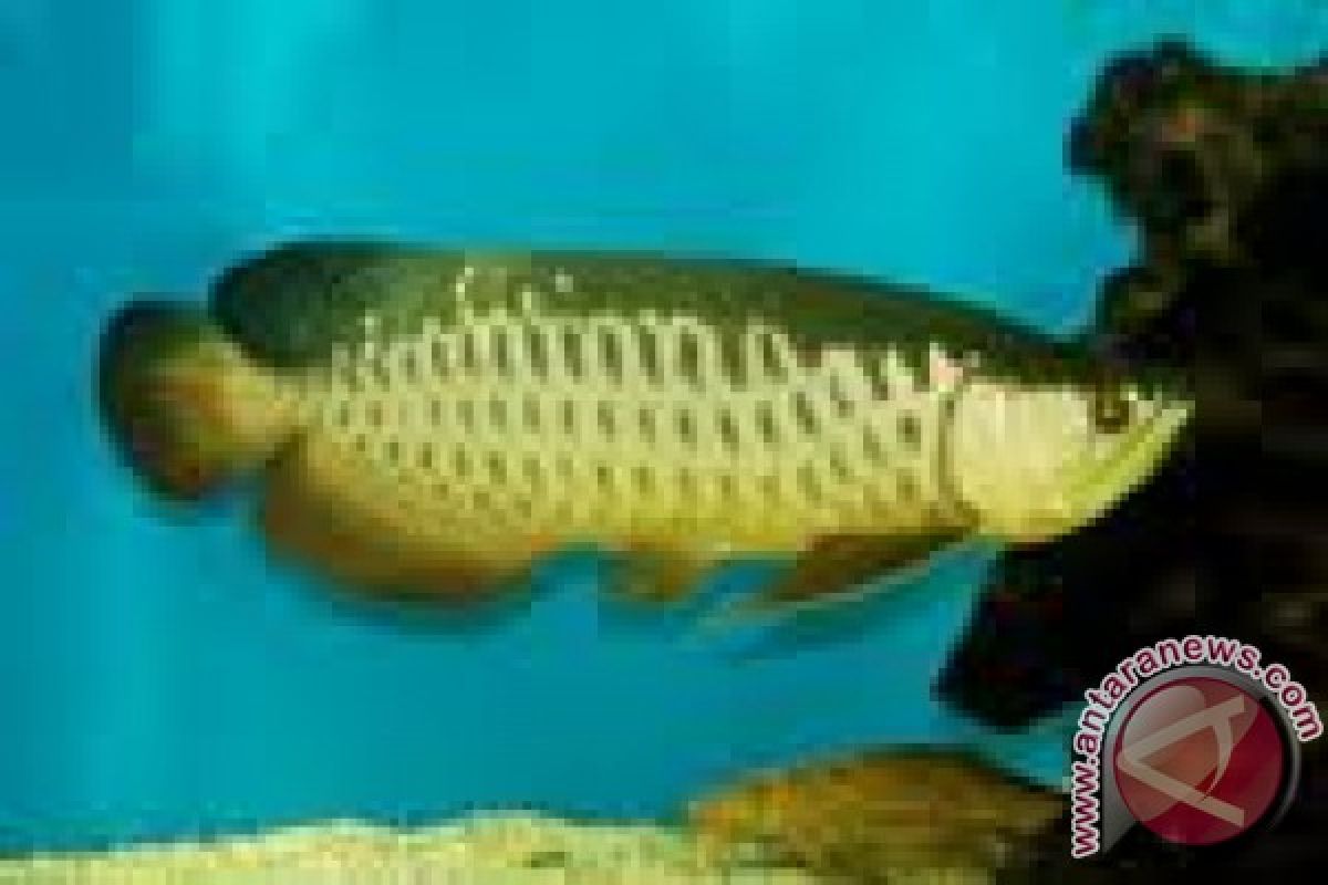 Ikan arwana dijadikan santapan