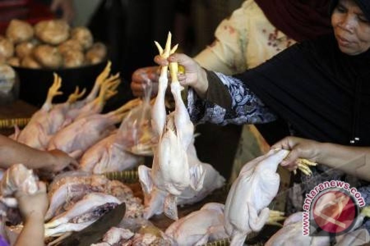 Harga ayam potong masih belum stabil