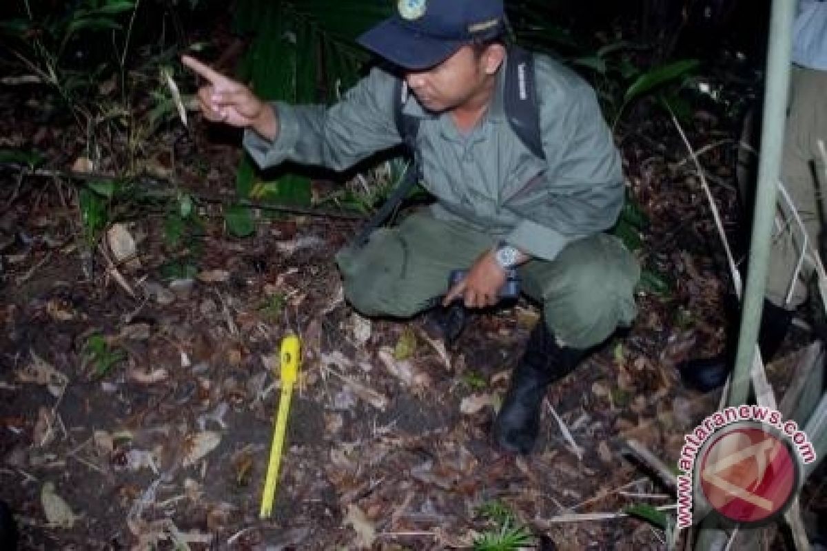 Jejak badak di TNBBS hilang