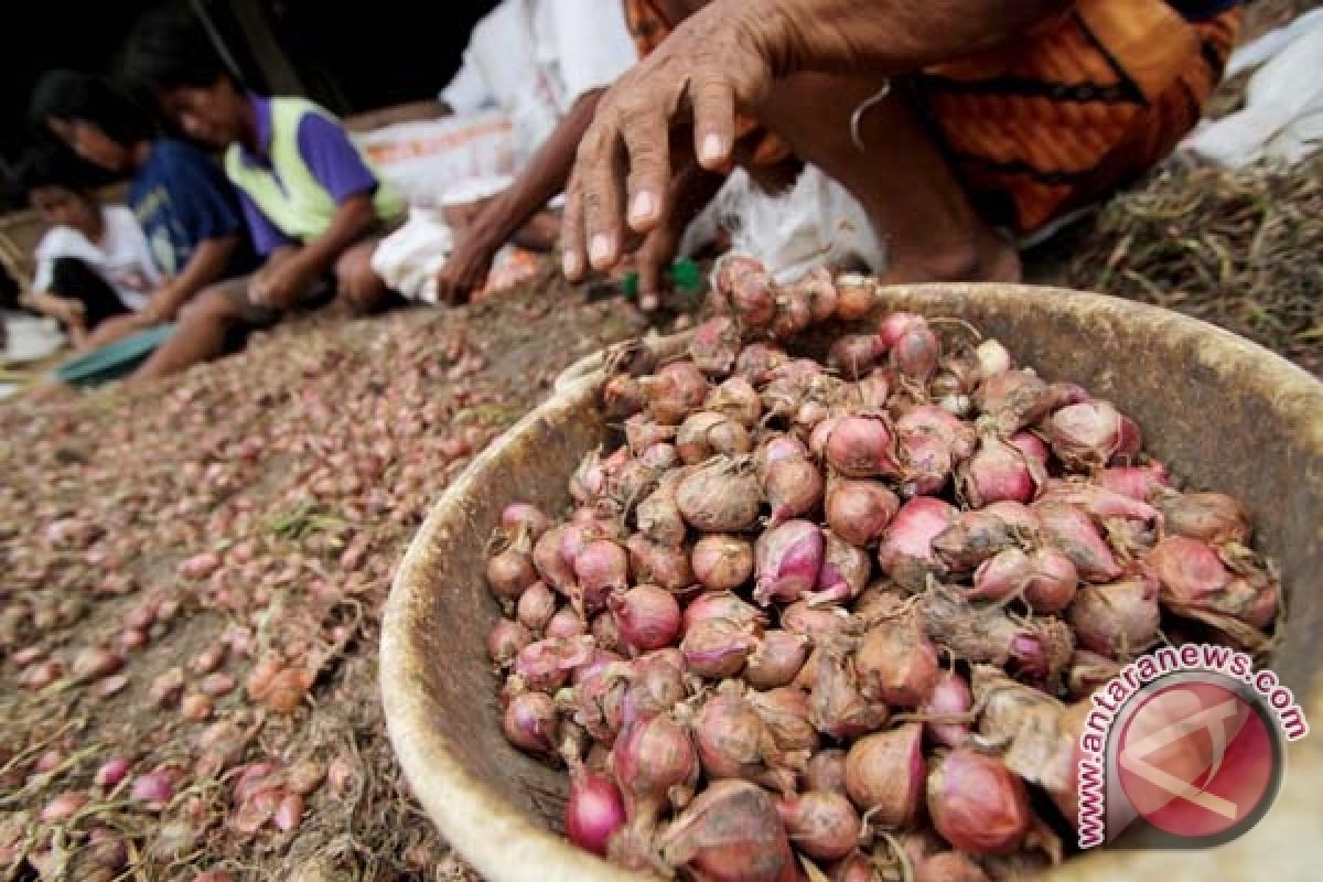 Produksi benih bawang merah Bantul diprediksi turun