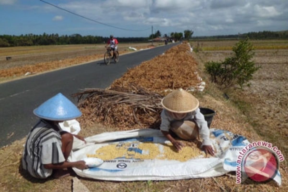 Pendapatan petani kedelai Kulon Progo meningkat 