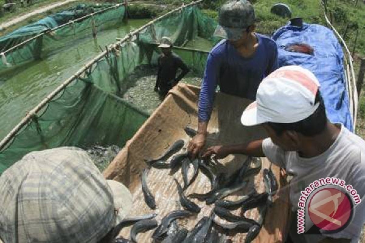 Sumatera Selatan berpotensi jadi lahan akuakultur