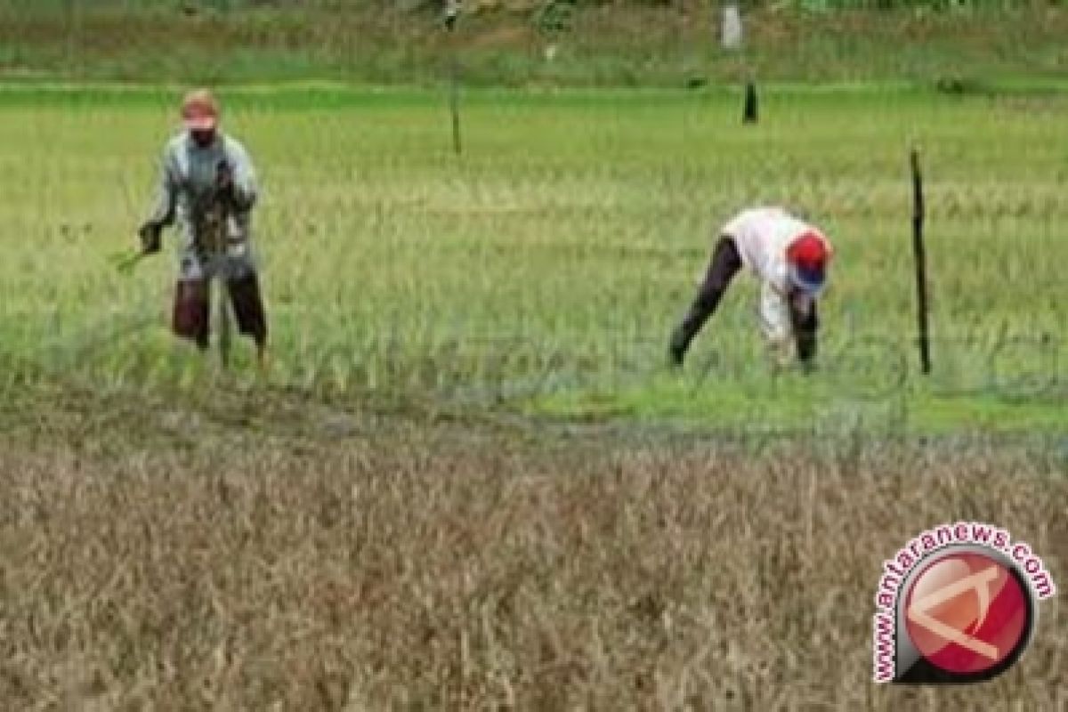 Distan imbau petani bersiap hadapi masa tanam 