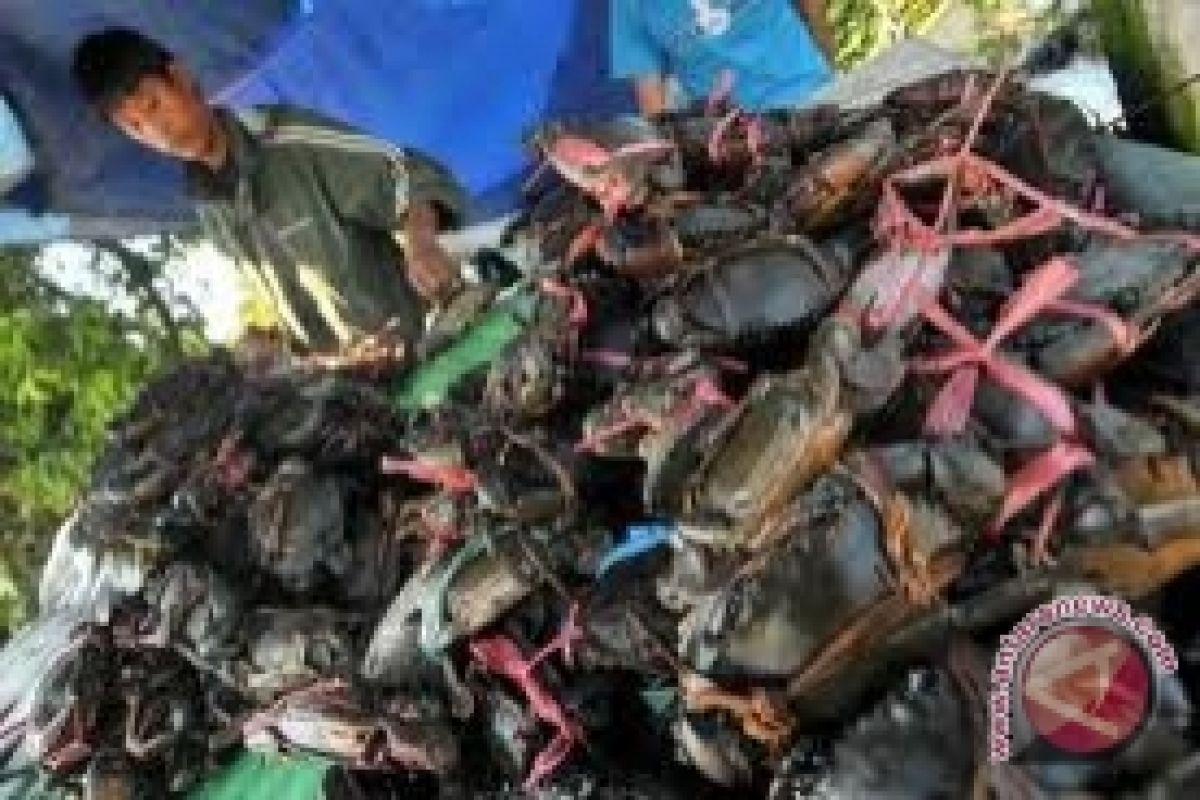 Kepiting Bakau Menjadi Komoditi Unggulan Kendari 