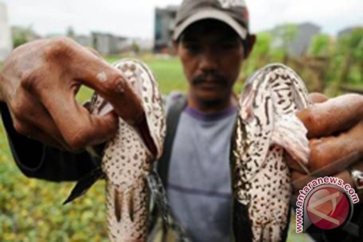 Populasi Ikan Lokal Turun Drastis Akibat Setrum