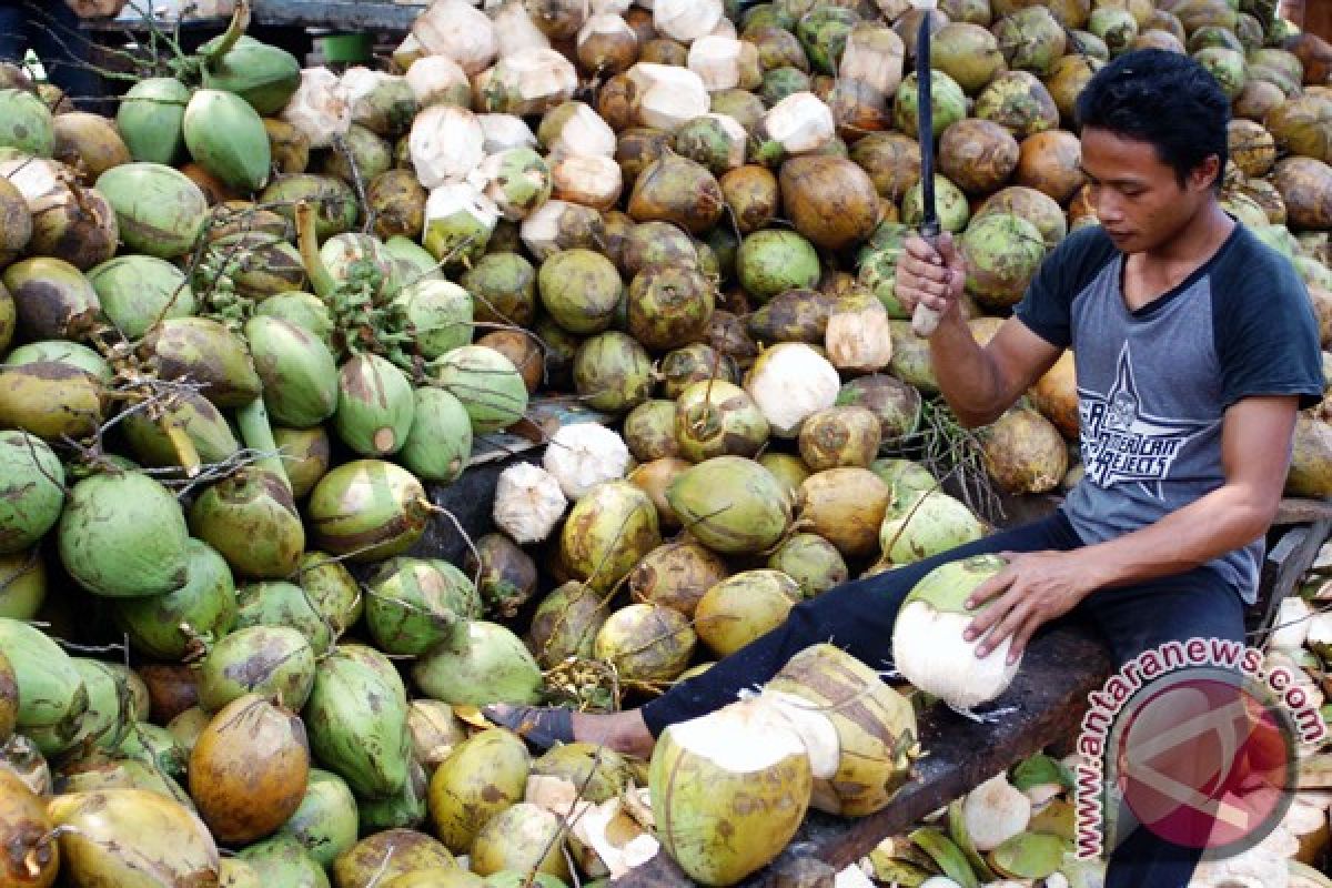 Pedagang kelapa muda "banjiri" Mataram