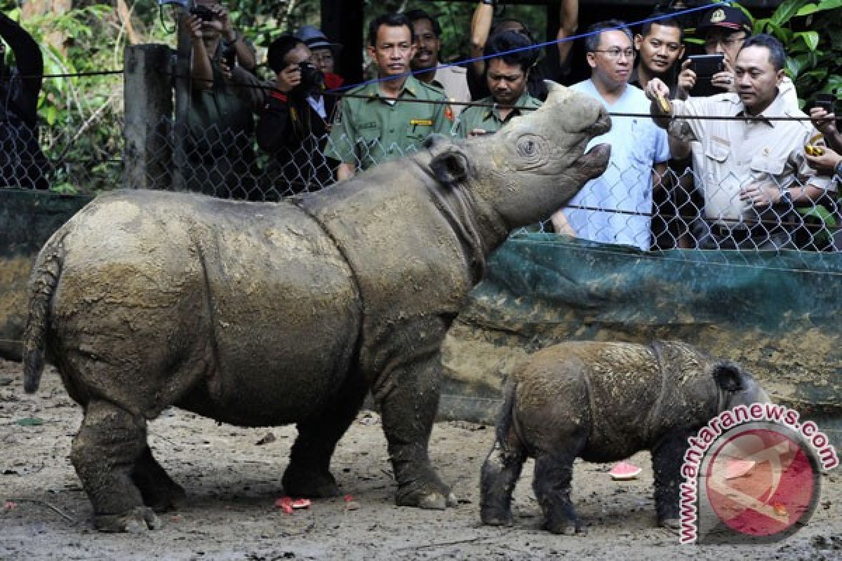 Jumlah badak berkurang 700 ekor dalam sewindu