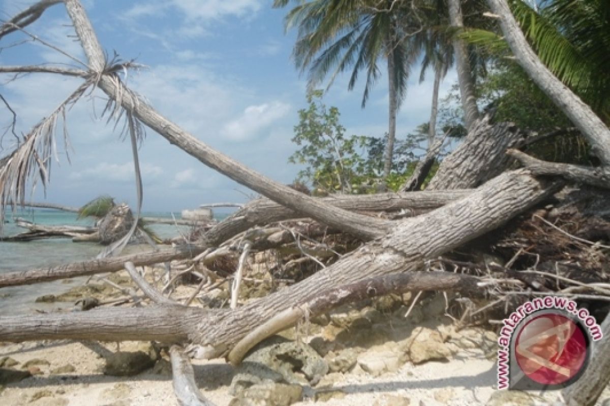 Limbah kayu  pantai dimanfaatkan warga Bengkulu 