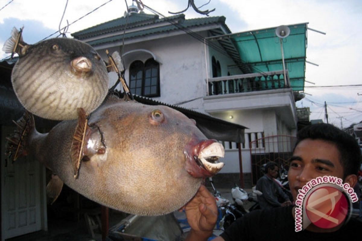 Ikan Sungai Bertahan Tinggi