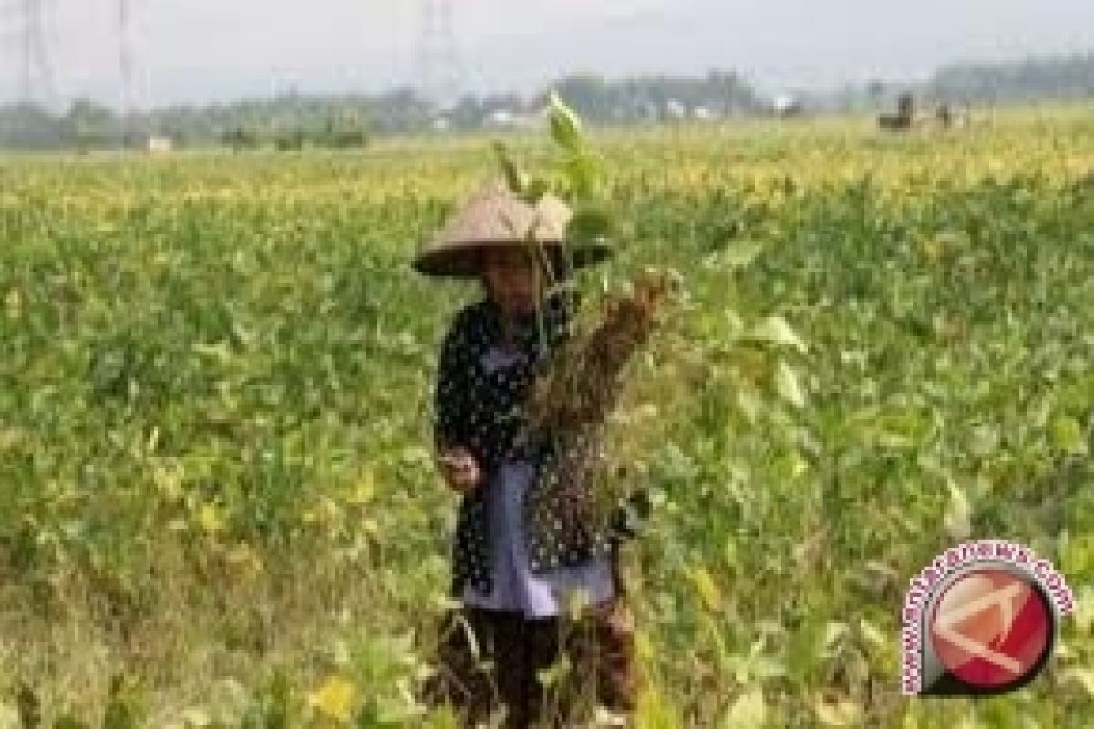 Petani Sulteng Kurang Berminat Tanam Kedelai 