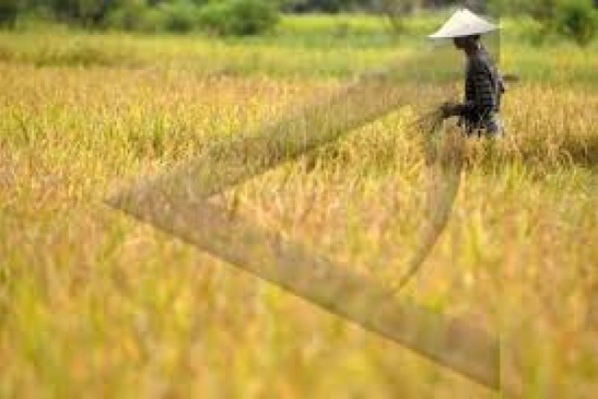 Banyumas Raih Penghargaan Bidang Pertanian