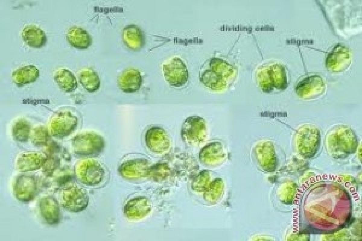 Mikroalga, Sumber Energi Masa Depan