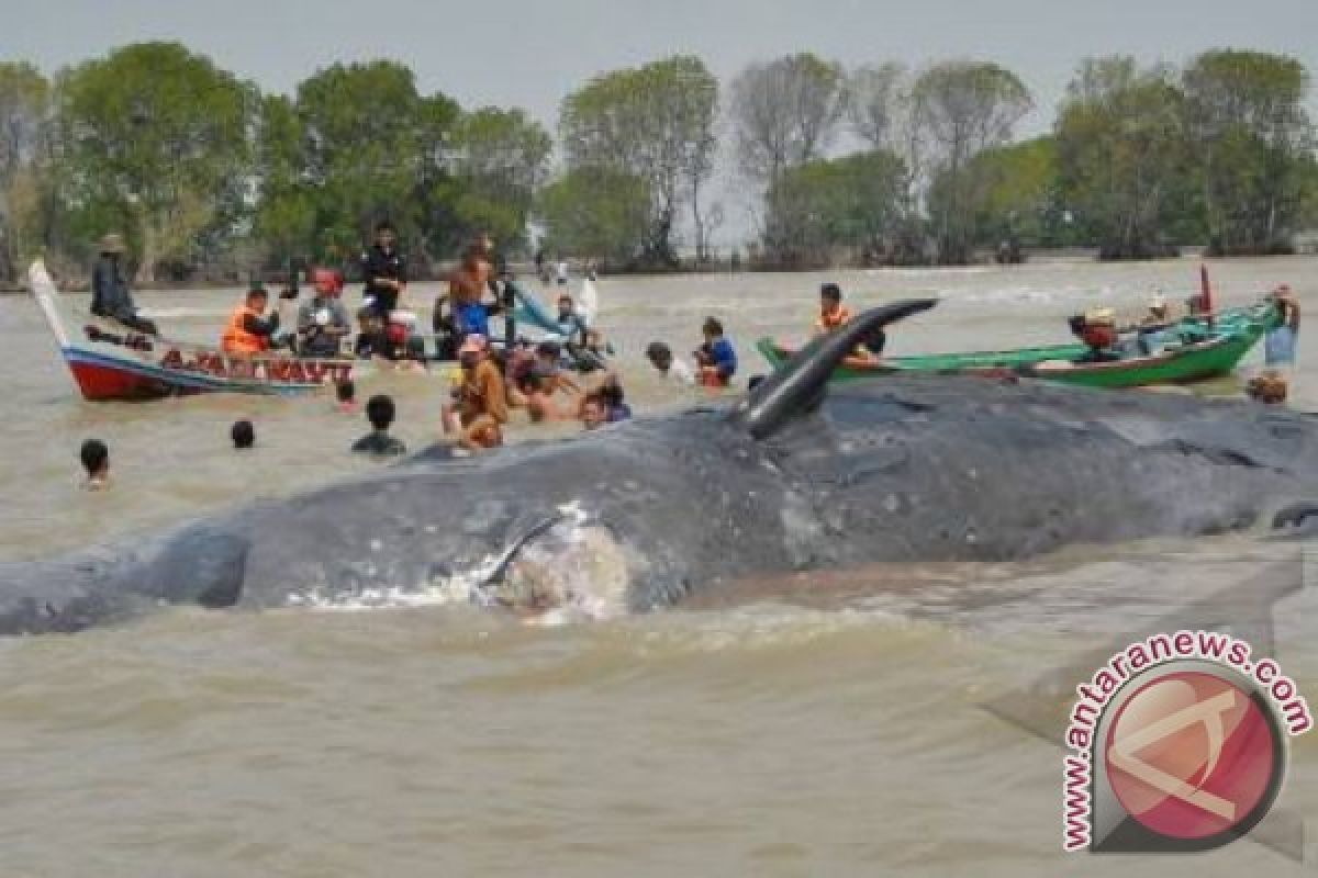 Ikan paus mati 