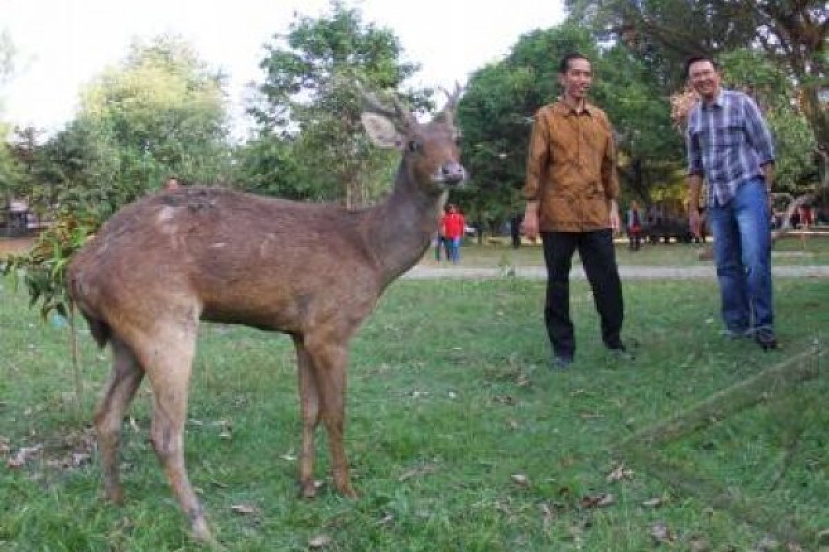 Ahok Kunjungi Taman Balekambang