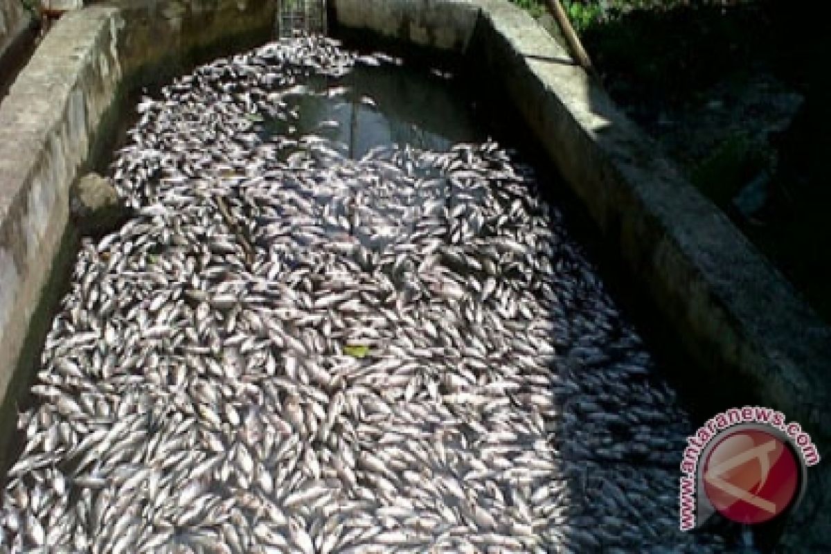 Ratusan ikan air tawar mati diracun