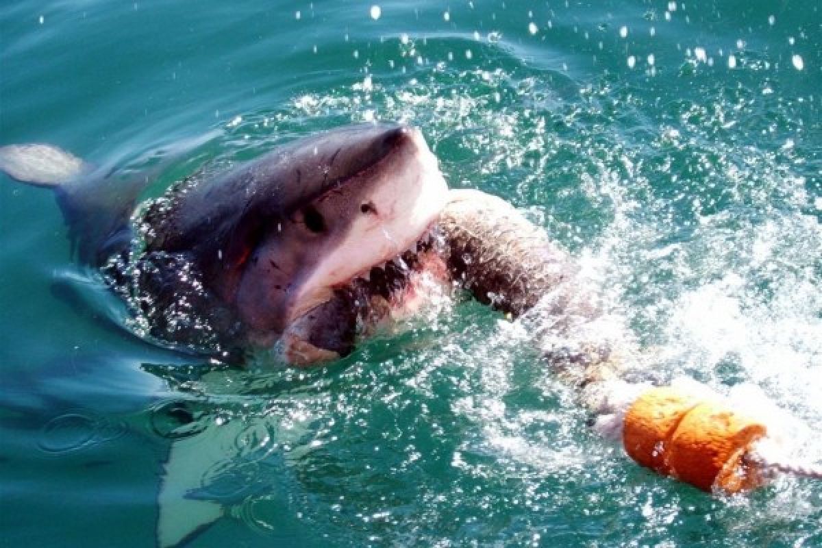 Perempuan Australia tewas diserang hiu
