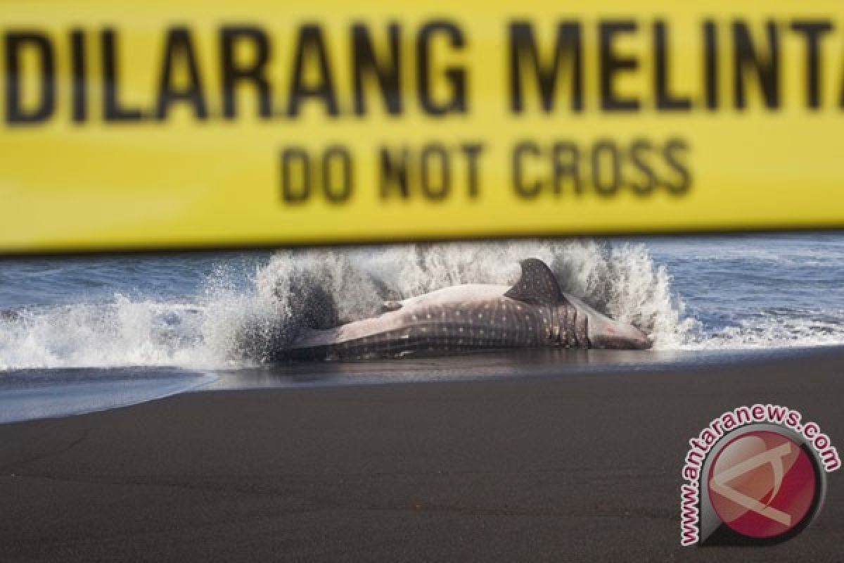 Another whale shark dies, dragged to Lumajang