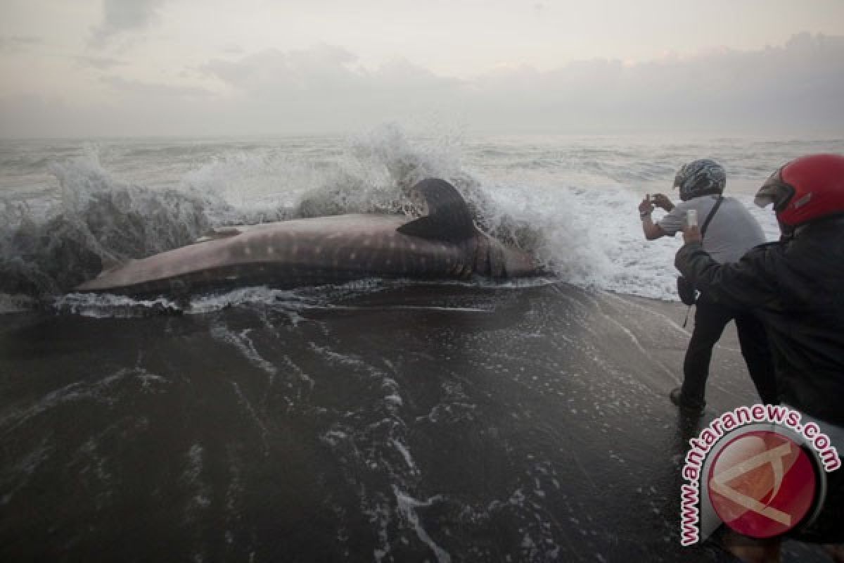 Whale washes up on Sidayu beach in Cilacap