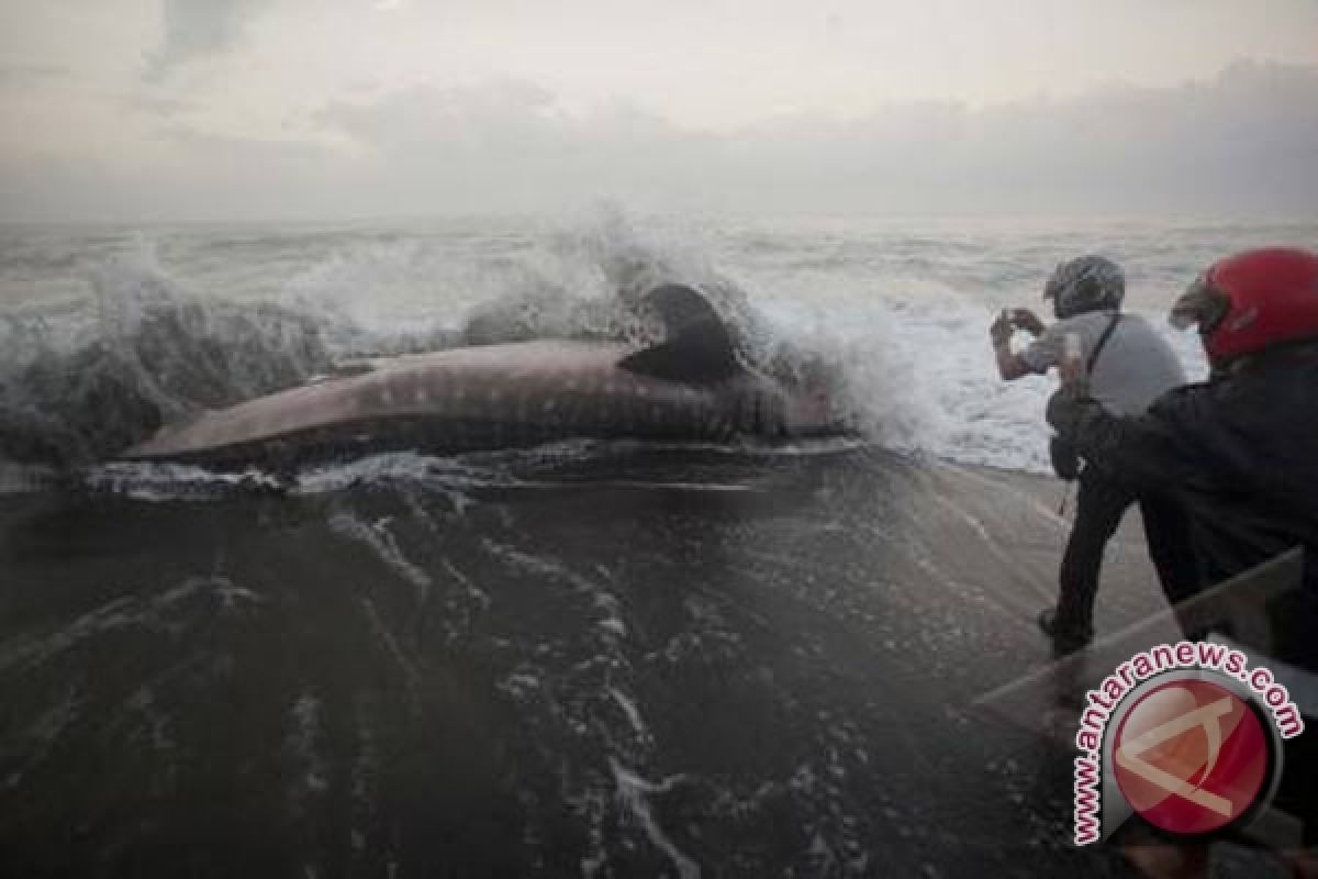 Hiu Paus terjerat nelayan di Pulau Lemukutan 