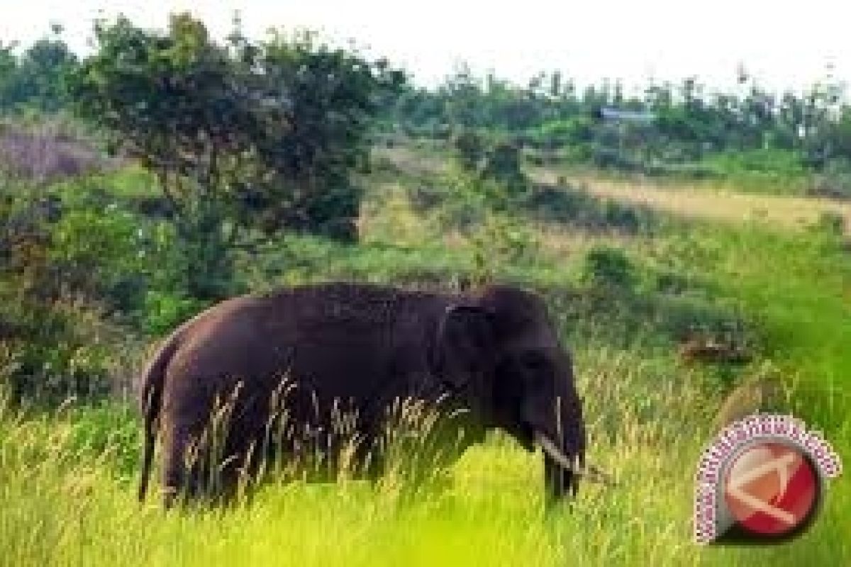 Gajah Sumatra Terancam Punah 
