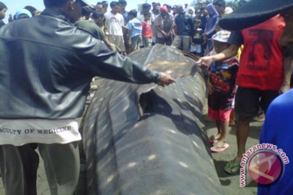 Ikan paus terdampar di Bantul belum dipindah