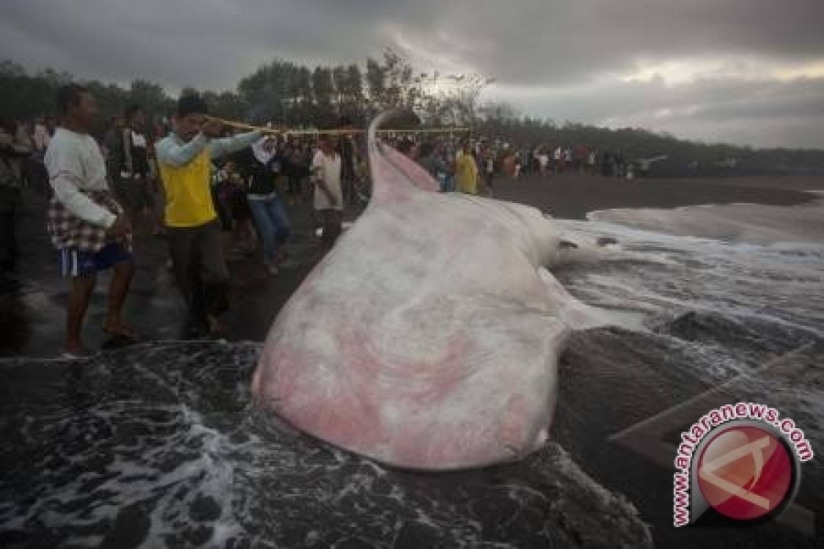 Paus terdampar di Bantul sedot wisatawan 