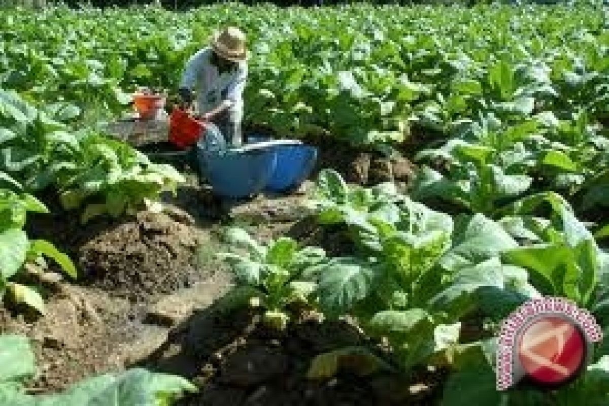 Petani tembakau terancam merugi akibat anomali cuaca 