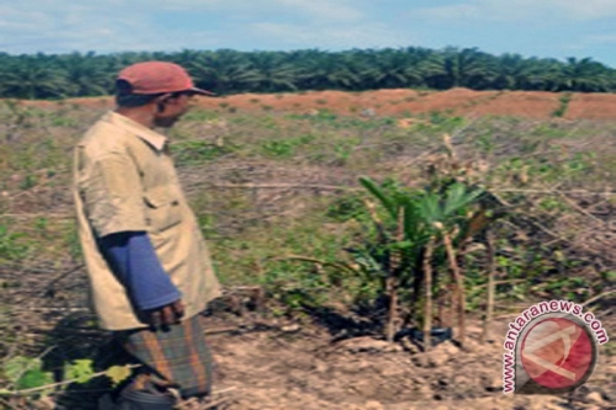 Pendapatan petani sawit Rp1,2 juta-Rp2,8 juta/ha