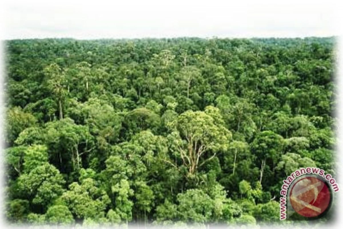 Menhut kunjungi hutan desa Serapung-Segamai Riau