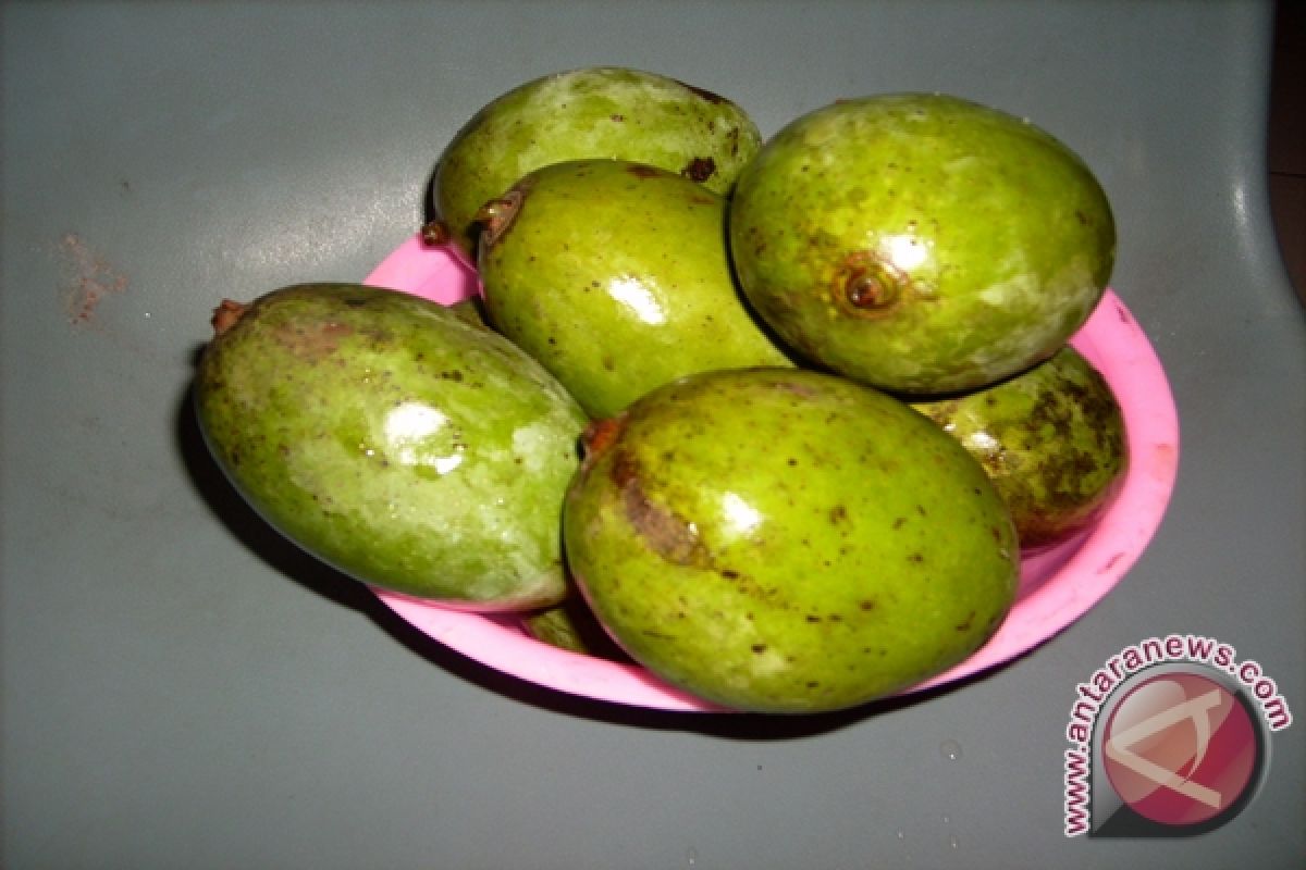 Pemuliaan Buah Lokal 