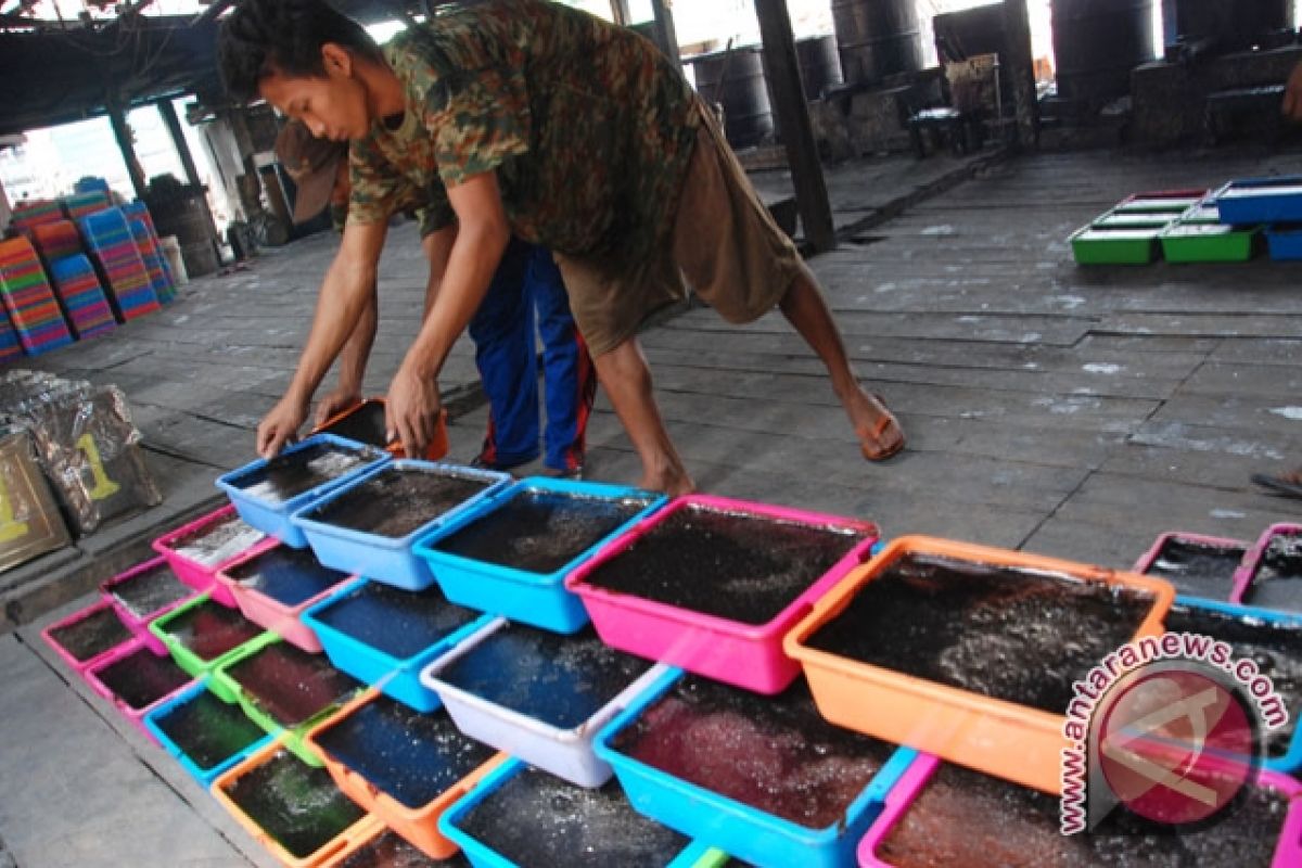 30 tahun bergelut dengan cincau 