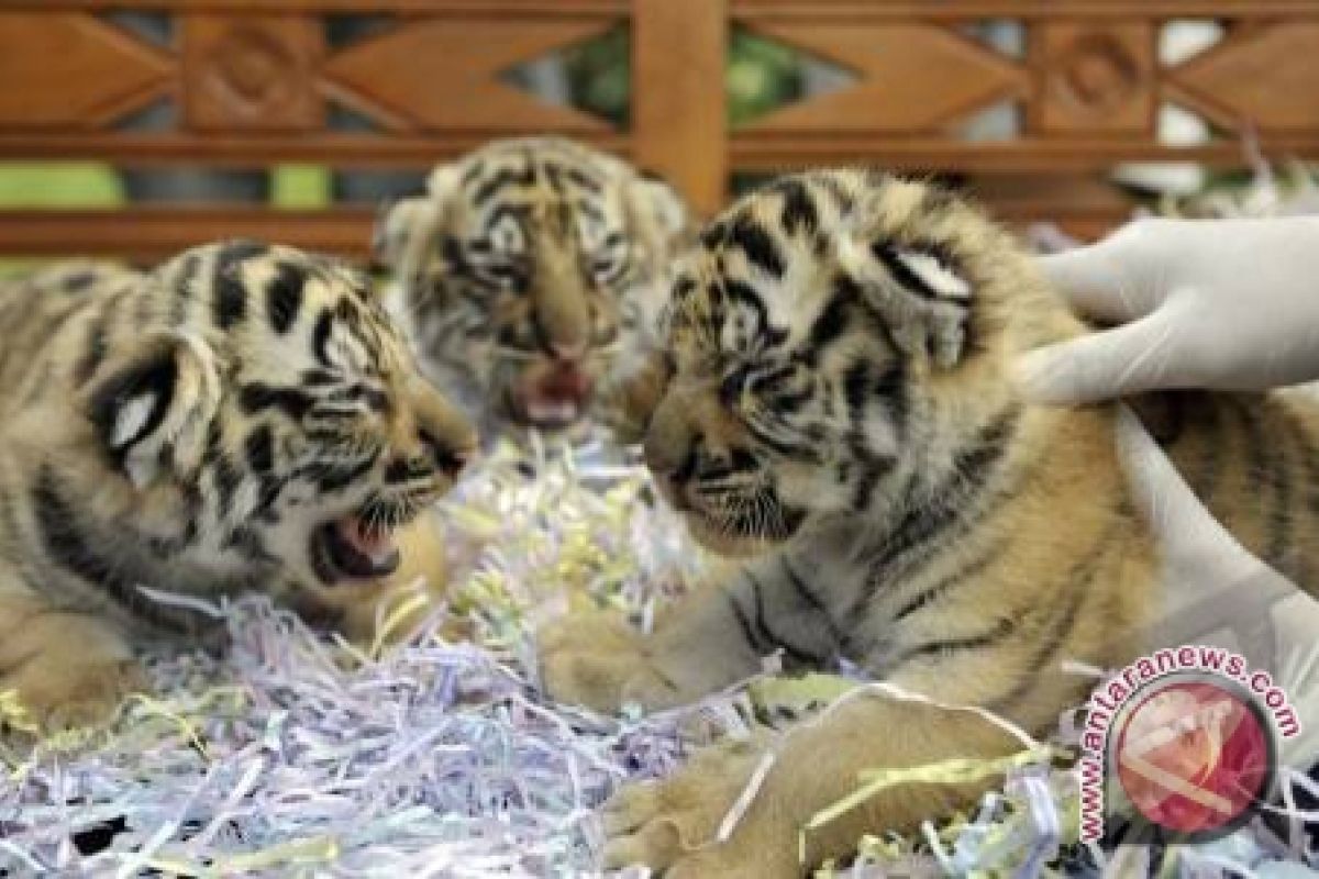 Dua Selang Bersarang di Perut Harimau Ini