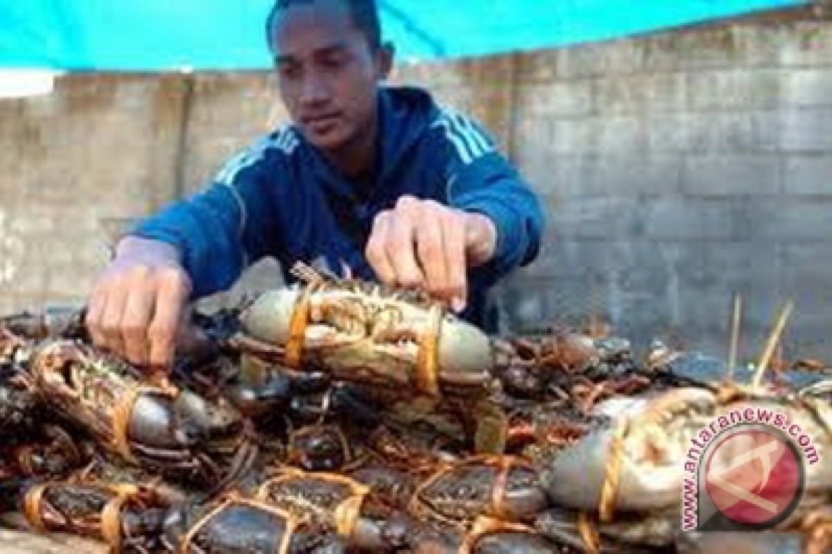 Nibung Crabs valued at Rp5.43 billion per year