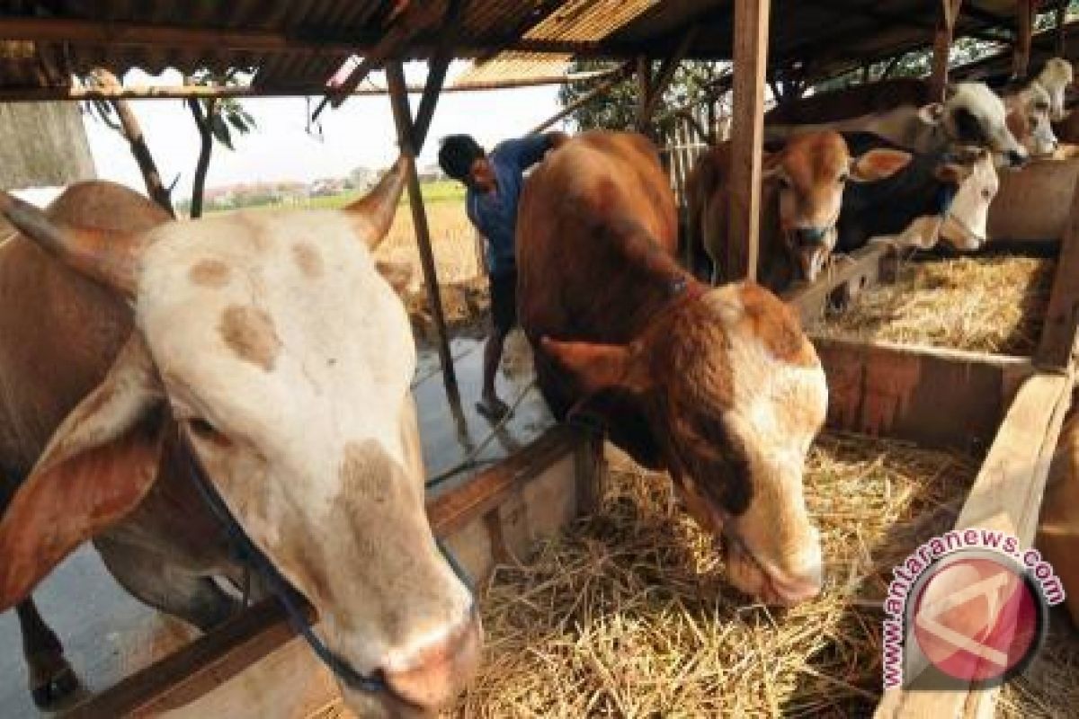 Pemkot Palu Kumpulkan 27 Ekor Sapi Kurban