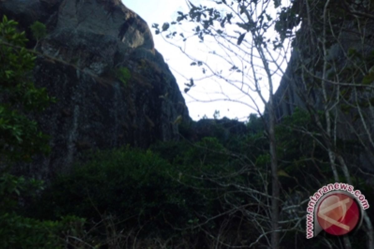 Jalur Gunung Api Purba ditutup, akibat serangan lebah