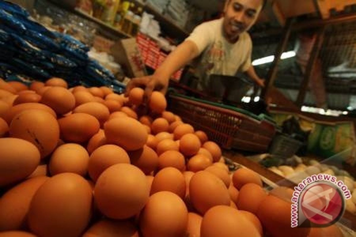 Harga Telur Naik Seiring Permintaan Meningkat Jelang Natal