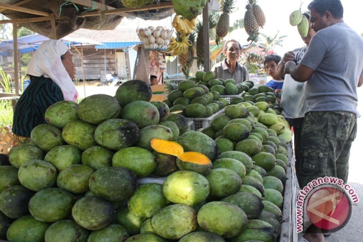 Anjir  Panen Mangga Kuini 