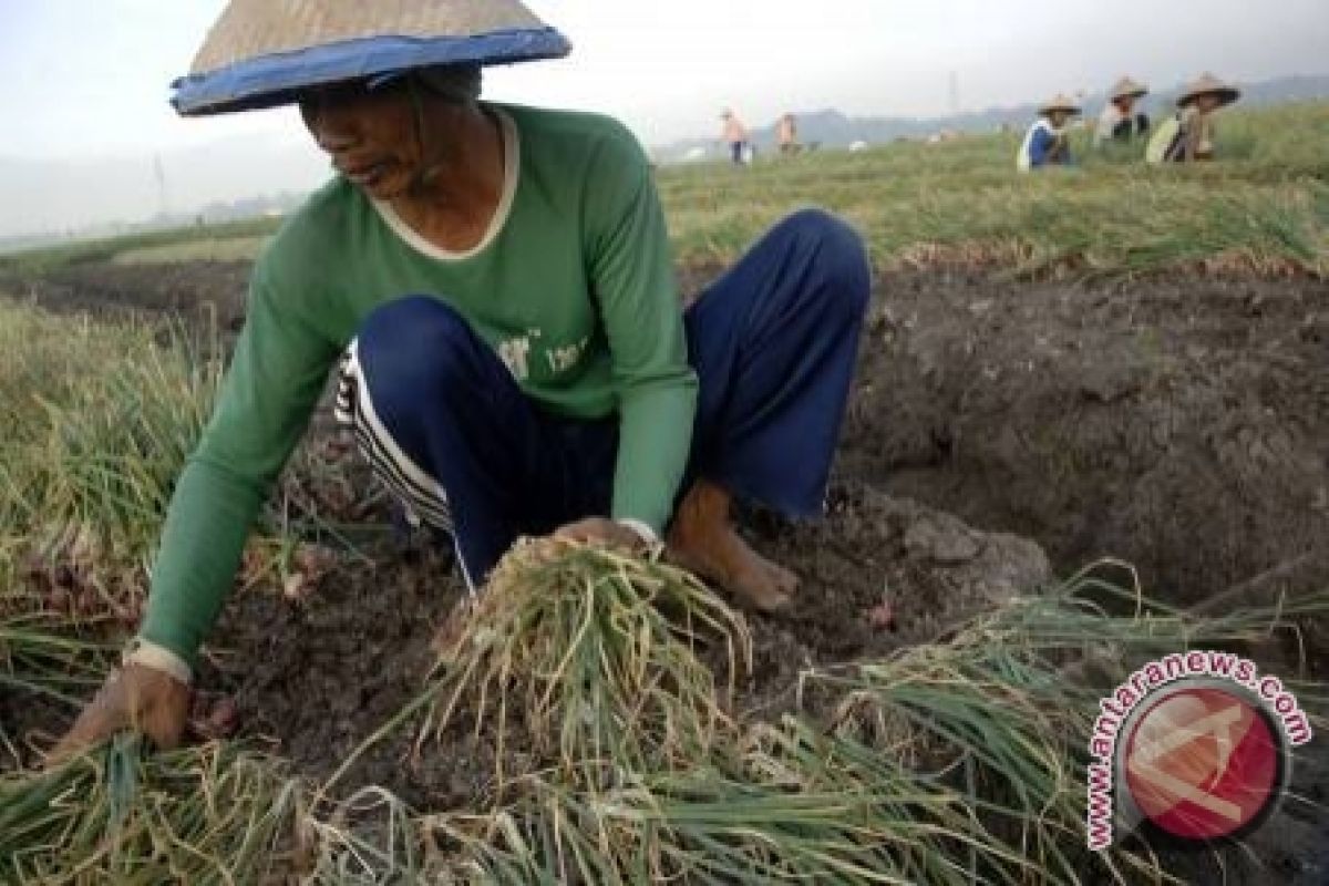 Petani Sigi Mulai Panen Bawang 