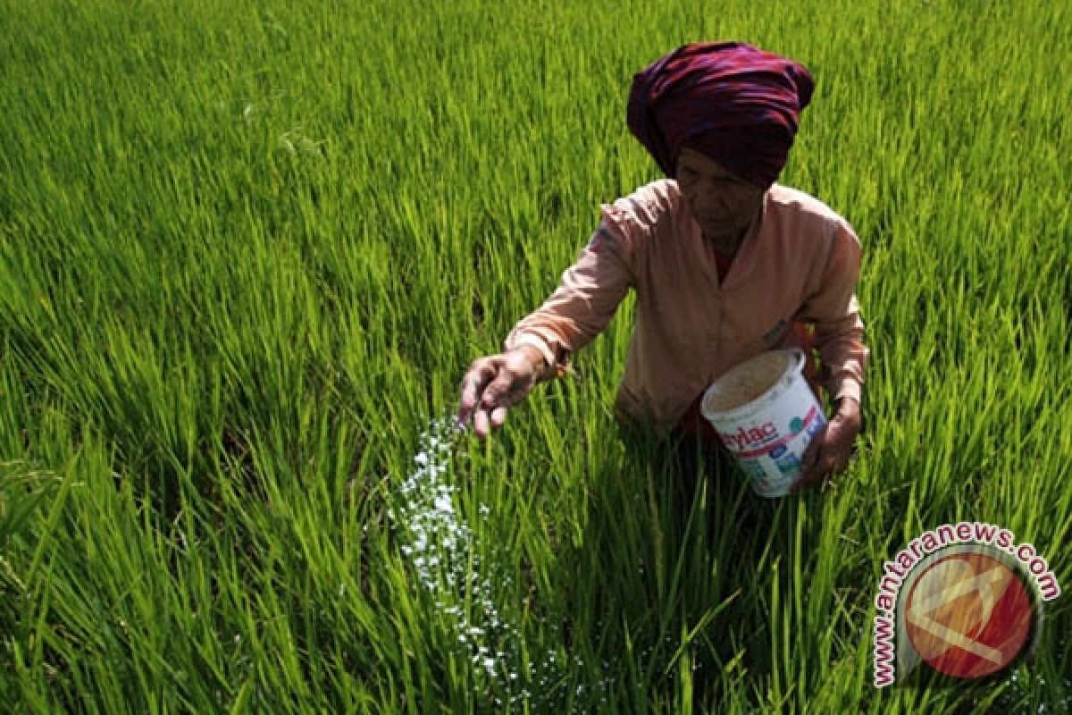 Petani Bangka Tengah terkendala pupuk