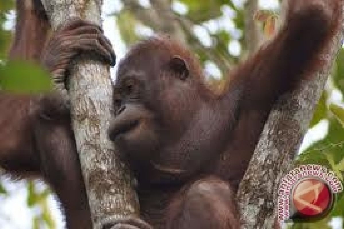 Warga Serahkan Anak Orangutan Ke BKSDA