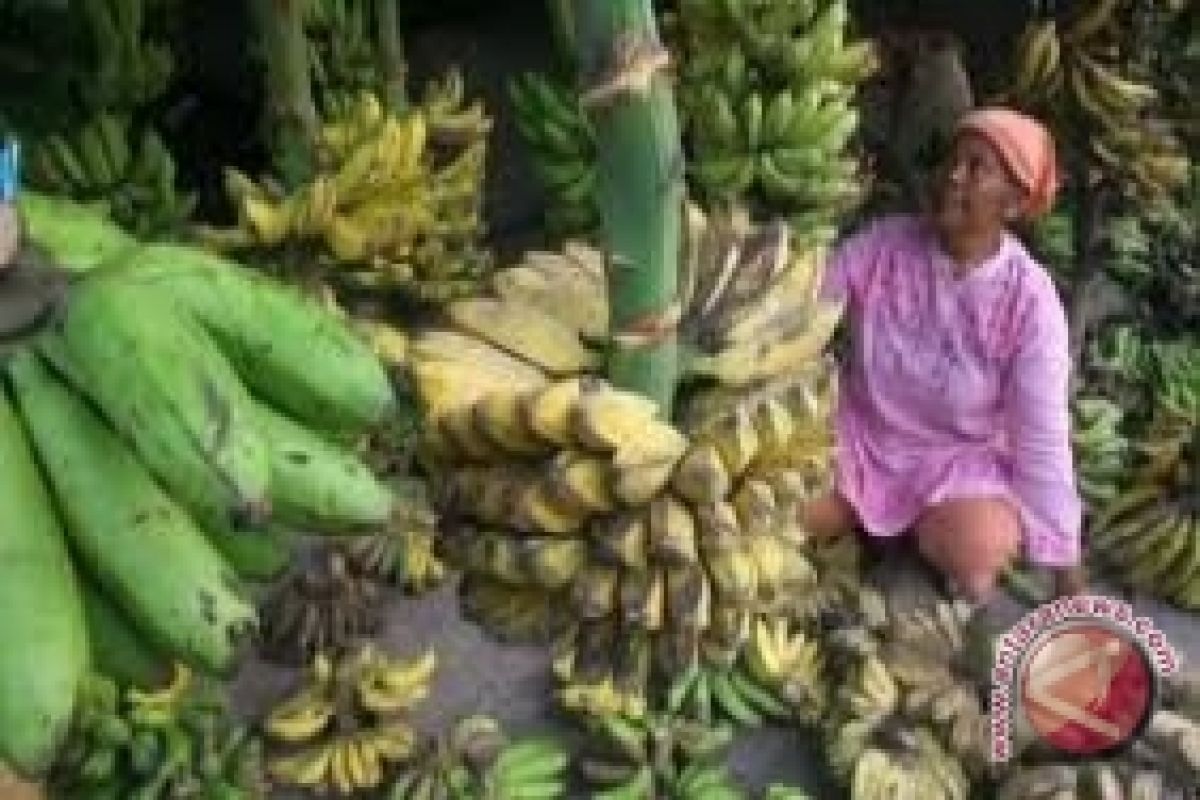 Harga Pisang di Gorontalo Capai Rp75 Ribu/Tandan