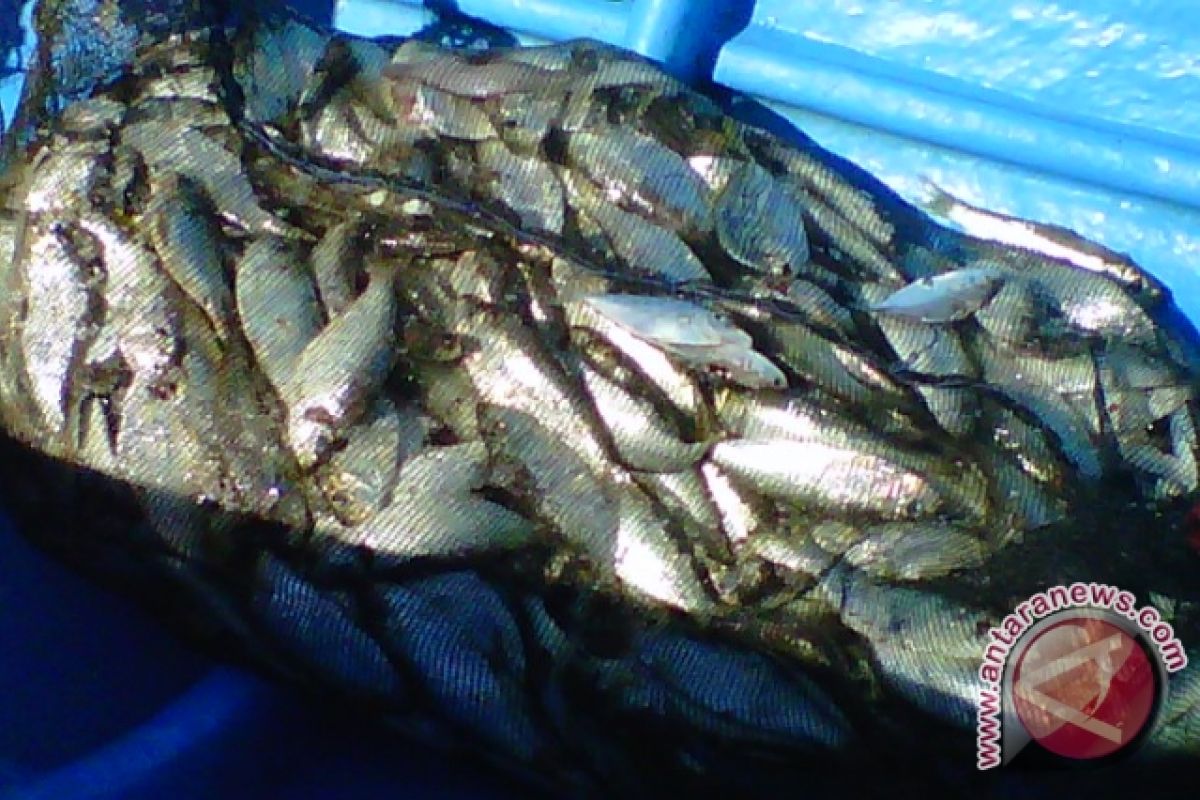 DKP Bantul: produksi ikan tangkap laut turun 