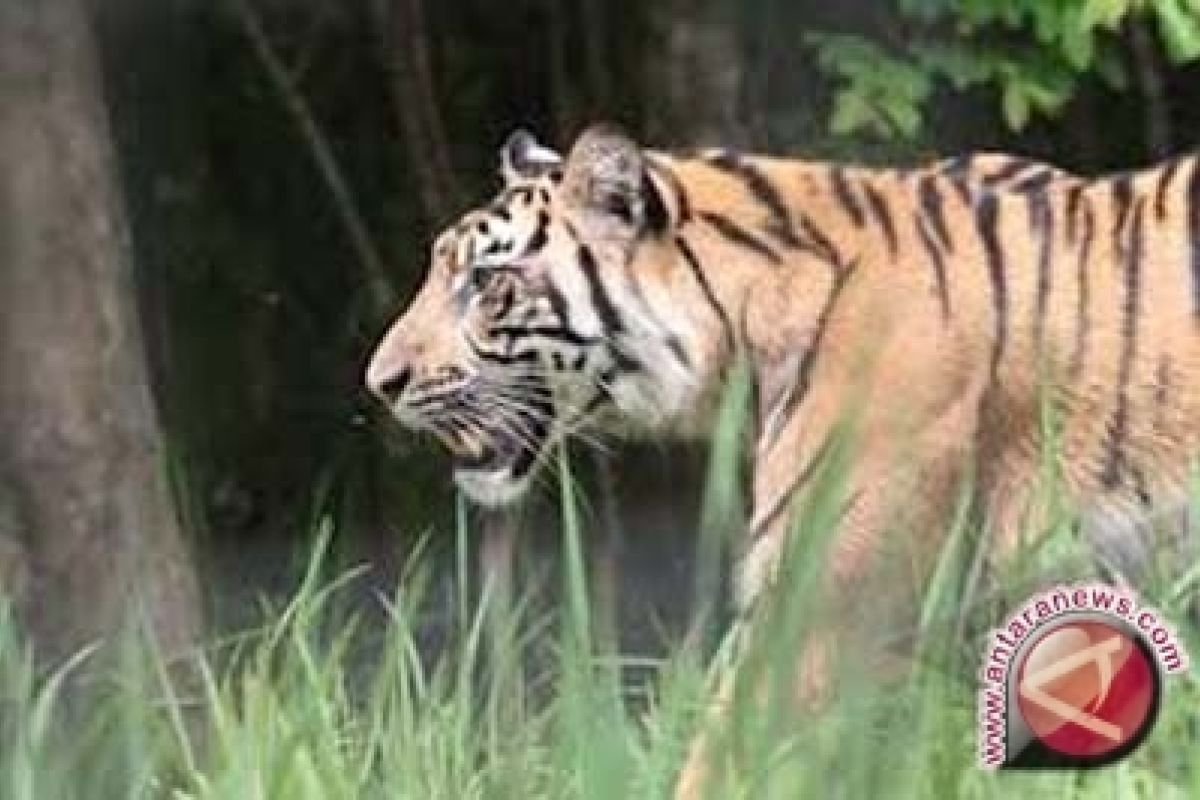 Harimau di TNKS tersisa 166 ekor
