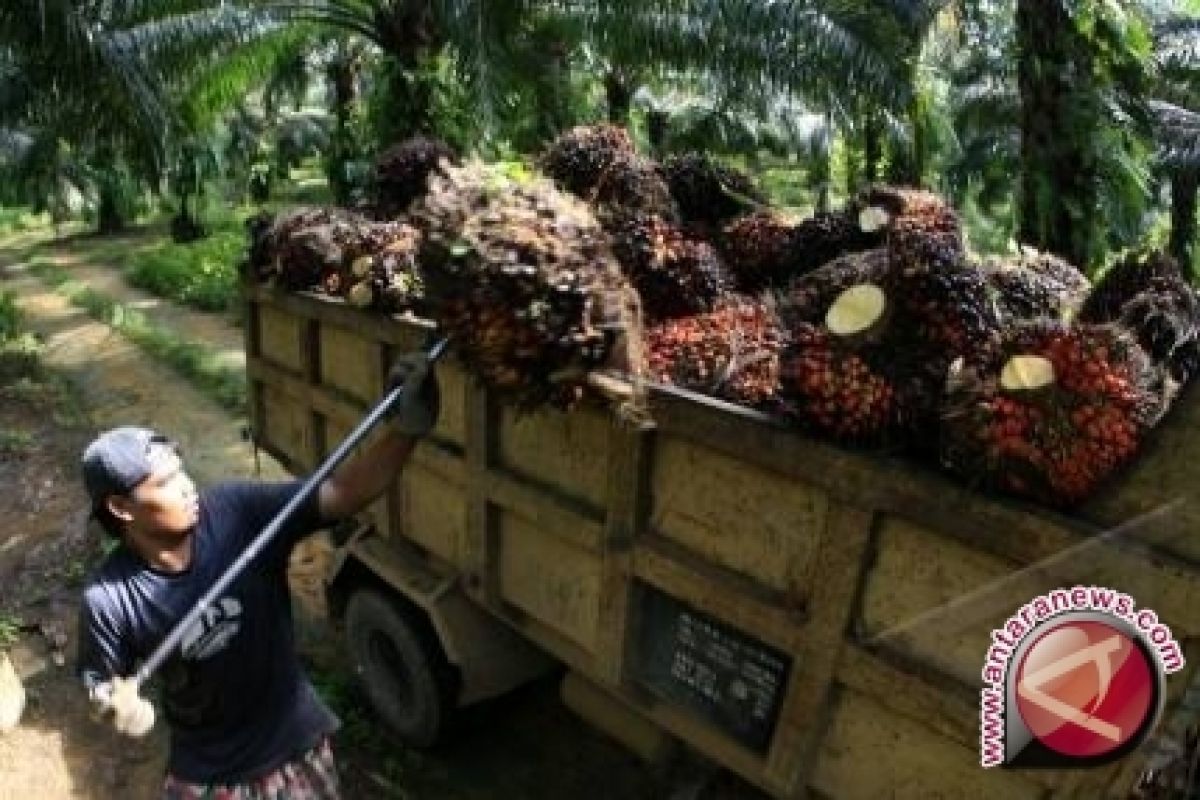 Petani sawit minta bangun industri