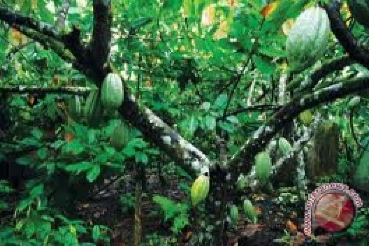 Dishutbun Gunung Kidul dorong petani kembangkan kakao