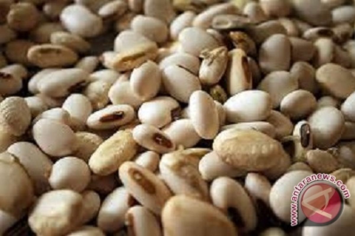 Kacang koro bisa jadi pengganti kedelai