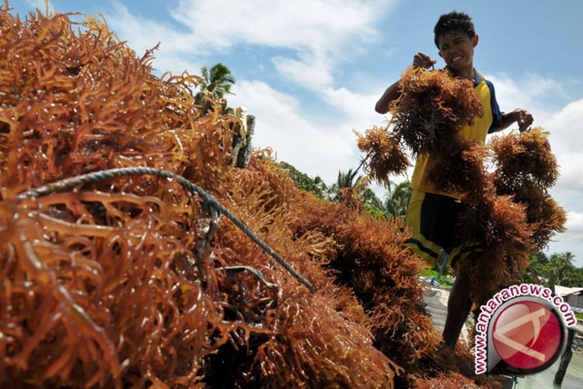 Menko bangga rumput laut masuk rapat kabinet 