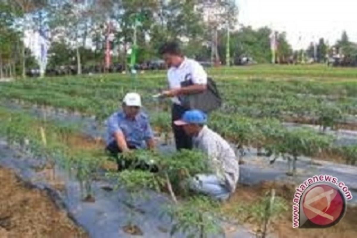 Petani Sarolangun minta tambahan tenaga PPL